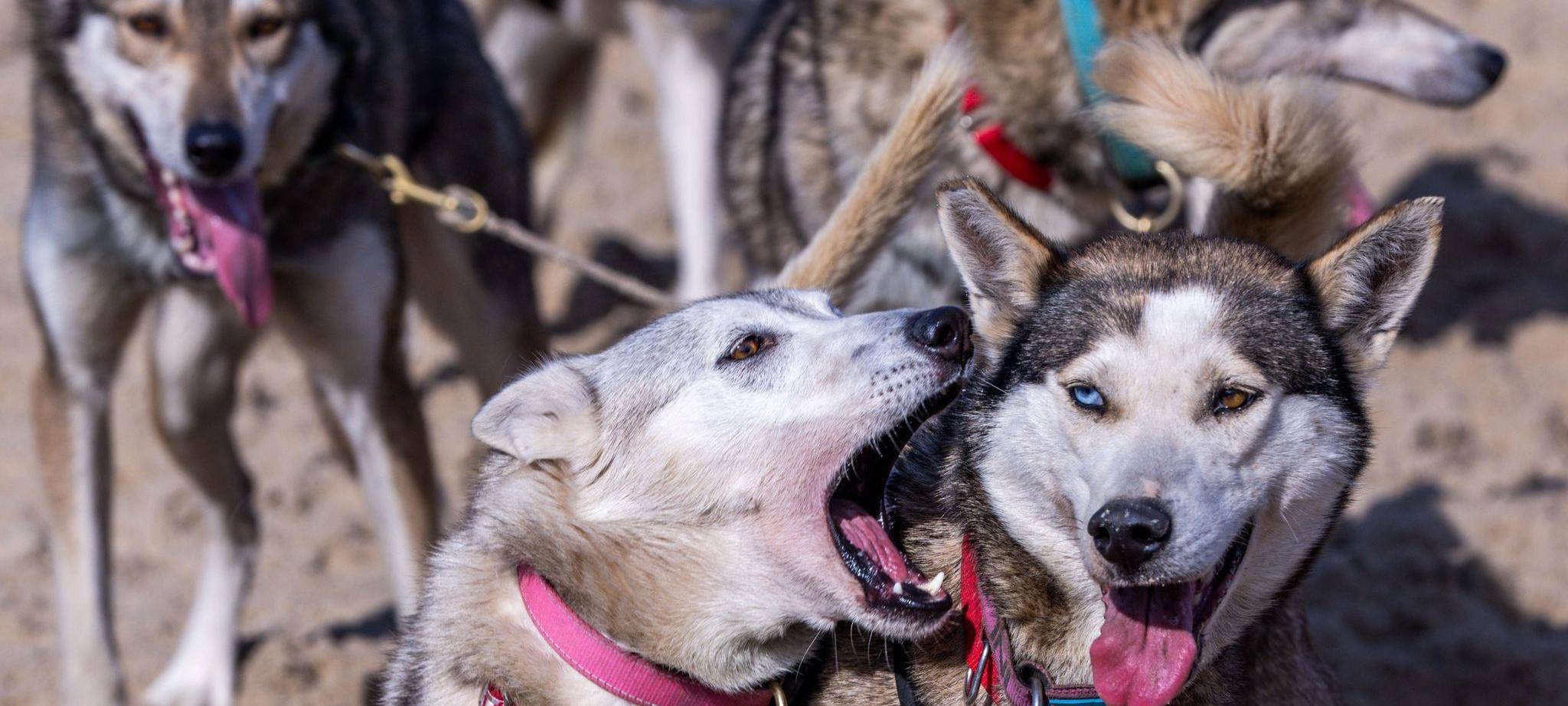 Charity-Schlittenhunde-Event "Baltic Lights"