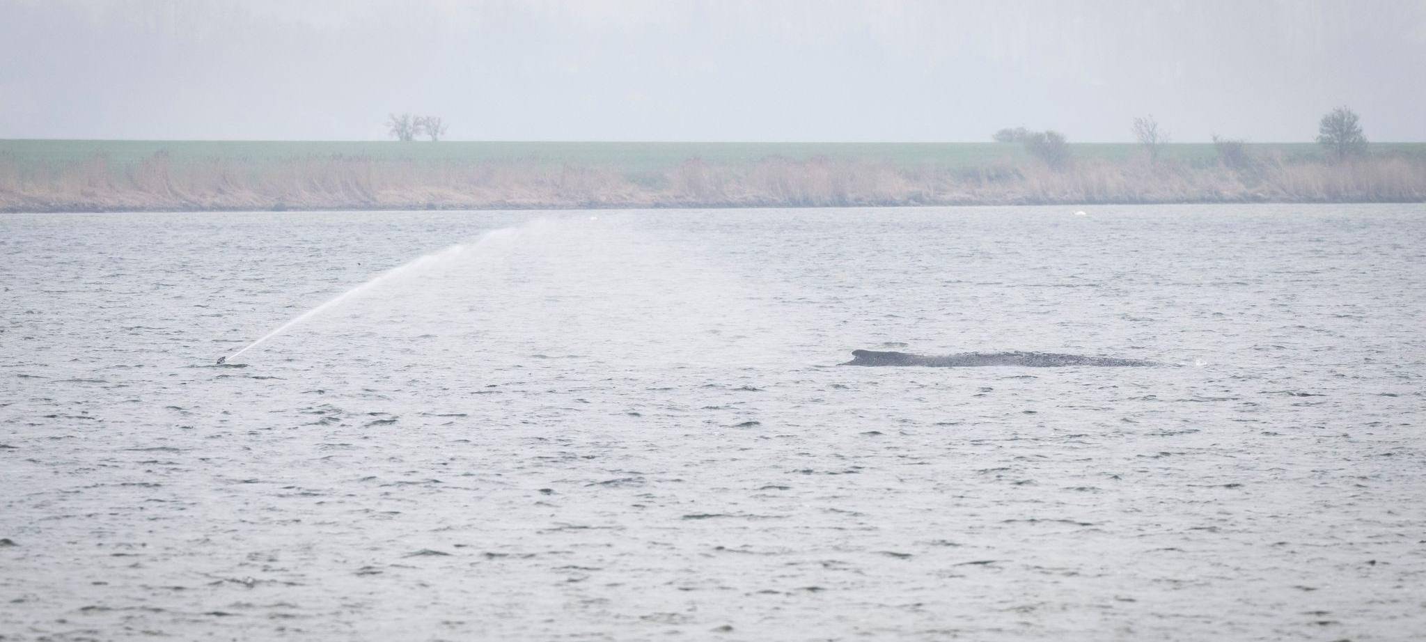 Gestrandeter Buckelwal vor Poel