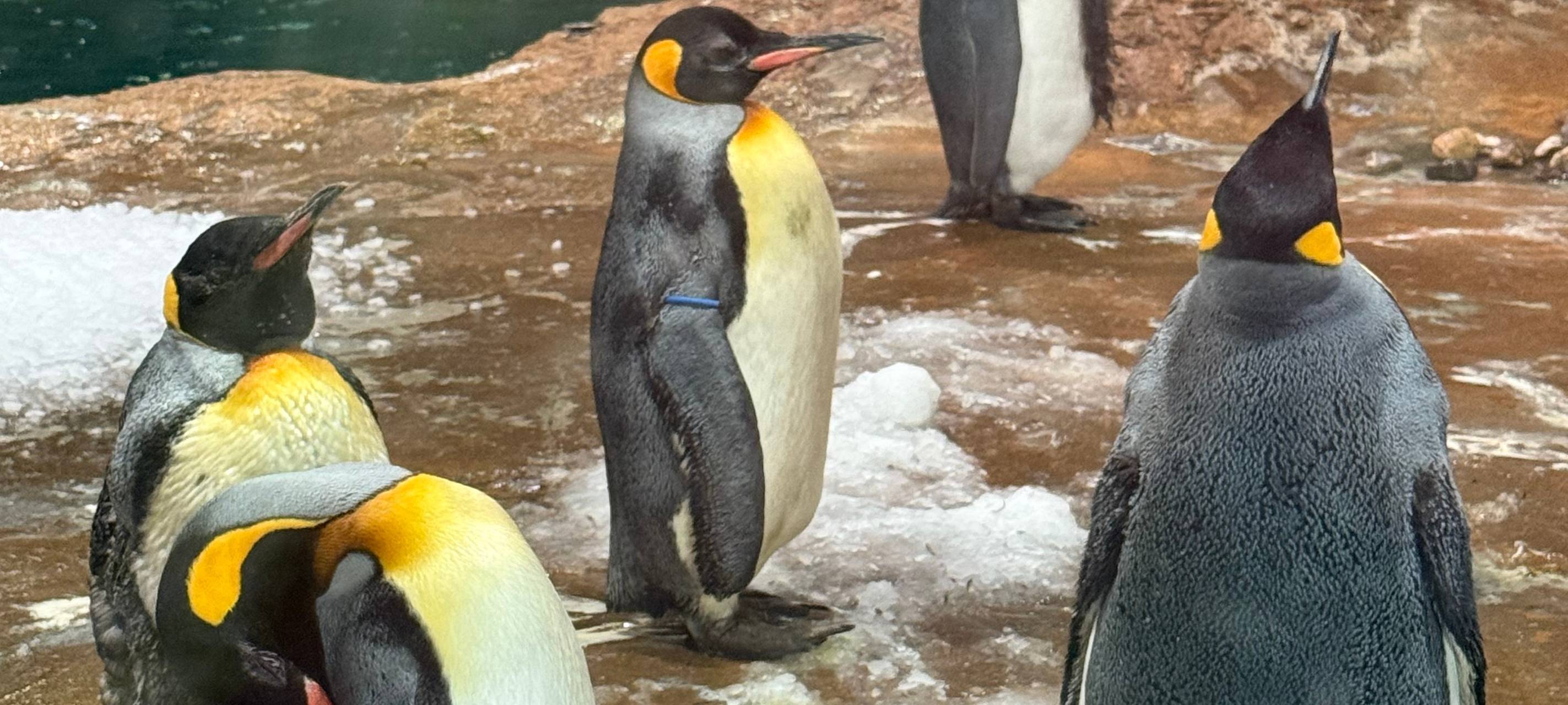 Pinguintag im Wuppertaler Zoo