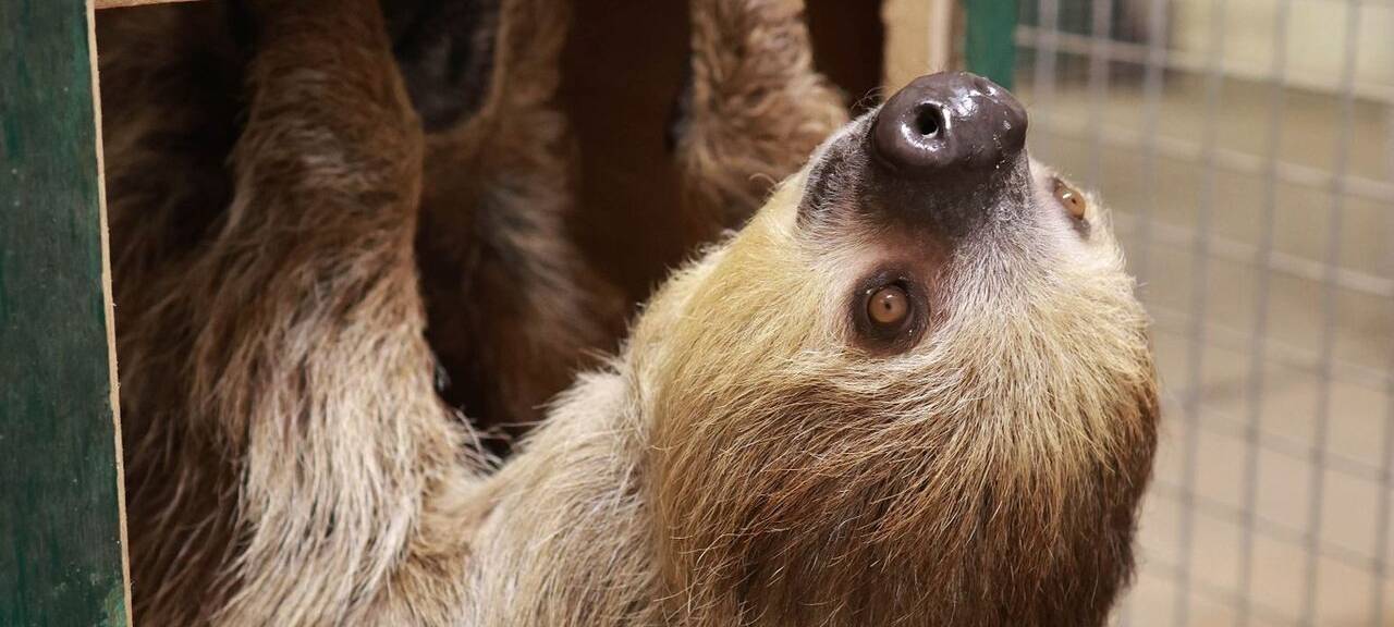 Neues Faultier im Wuppertaler Zoo