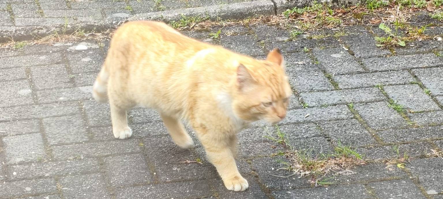 Wer vermisst einen hellroten Kater?