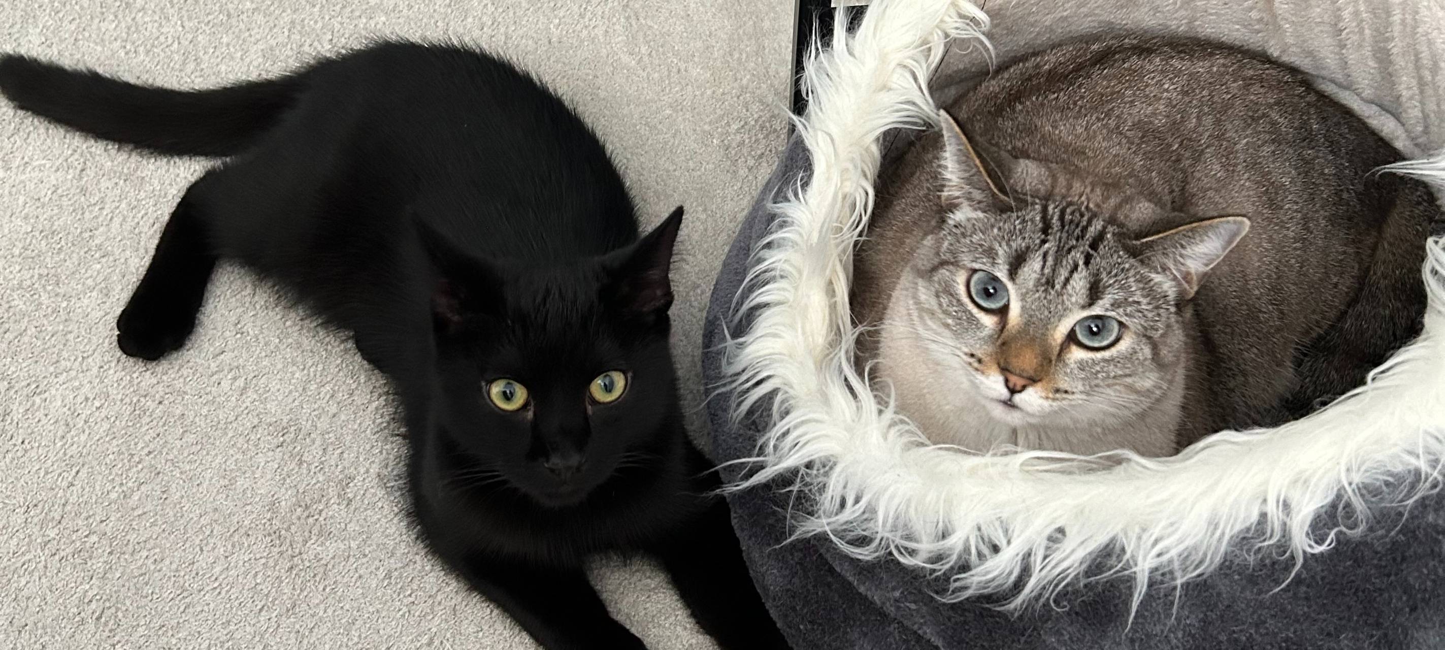 zu sehen ist eine schwarze Katze