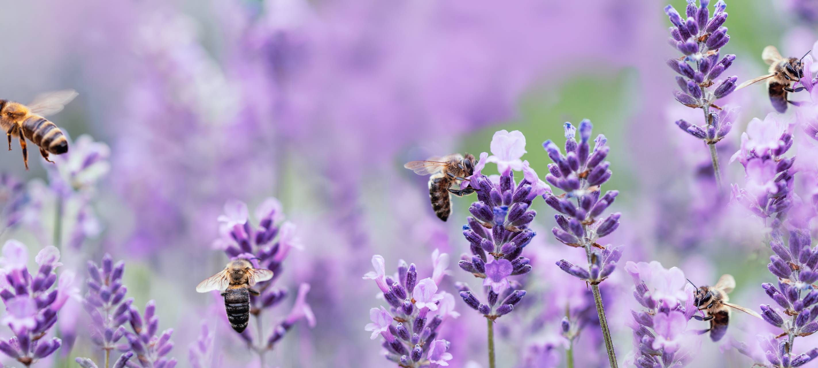 Weltbienentag