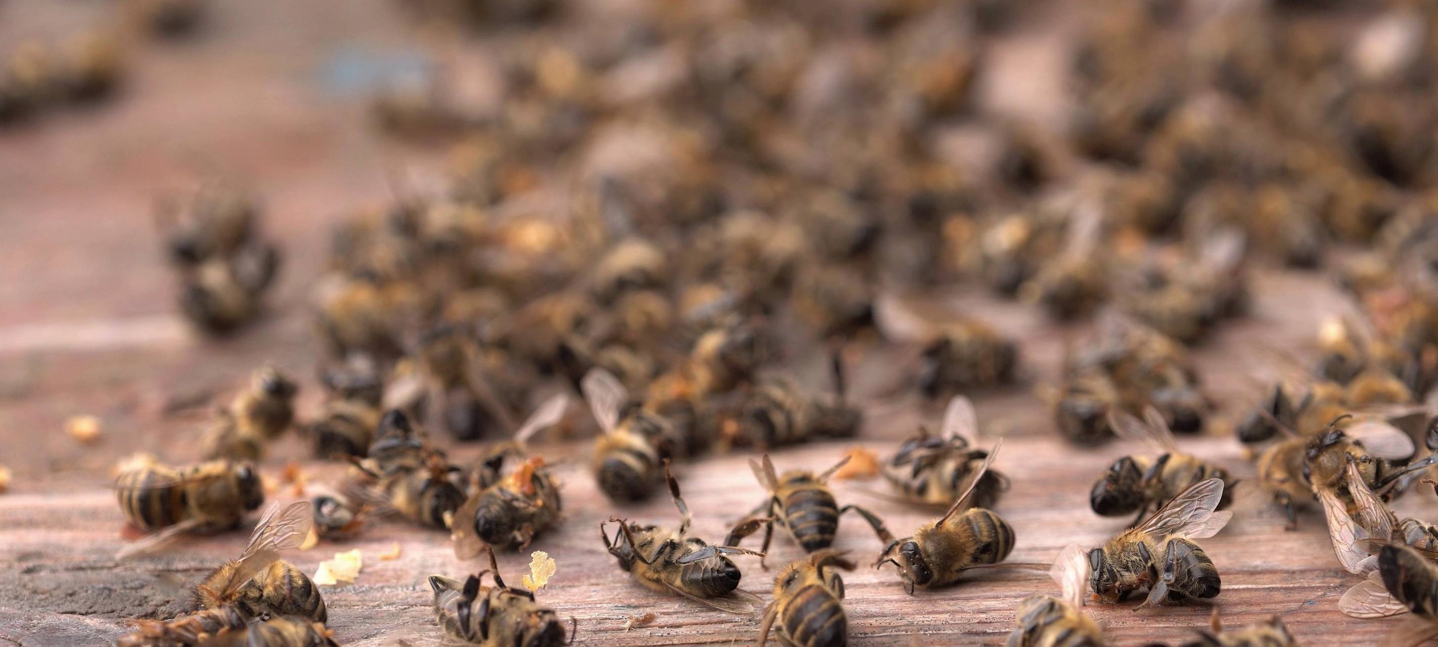 Weltbienentag: verstorbene Bienenkolonie