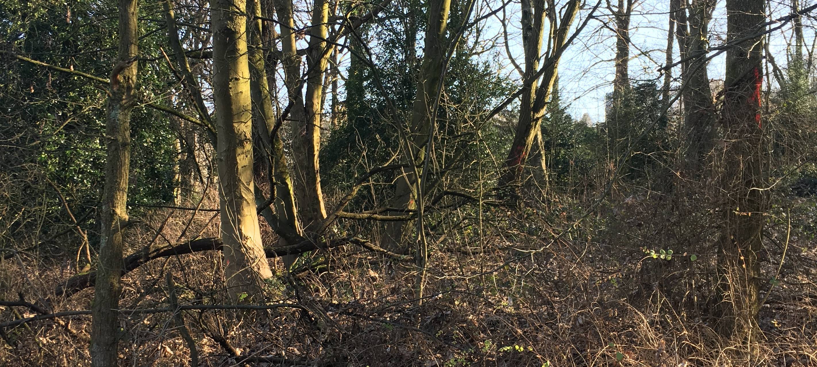 In meinem Wald keine Jagd?