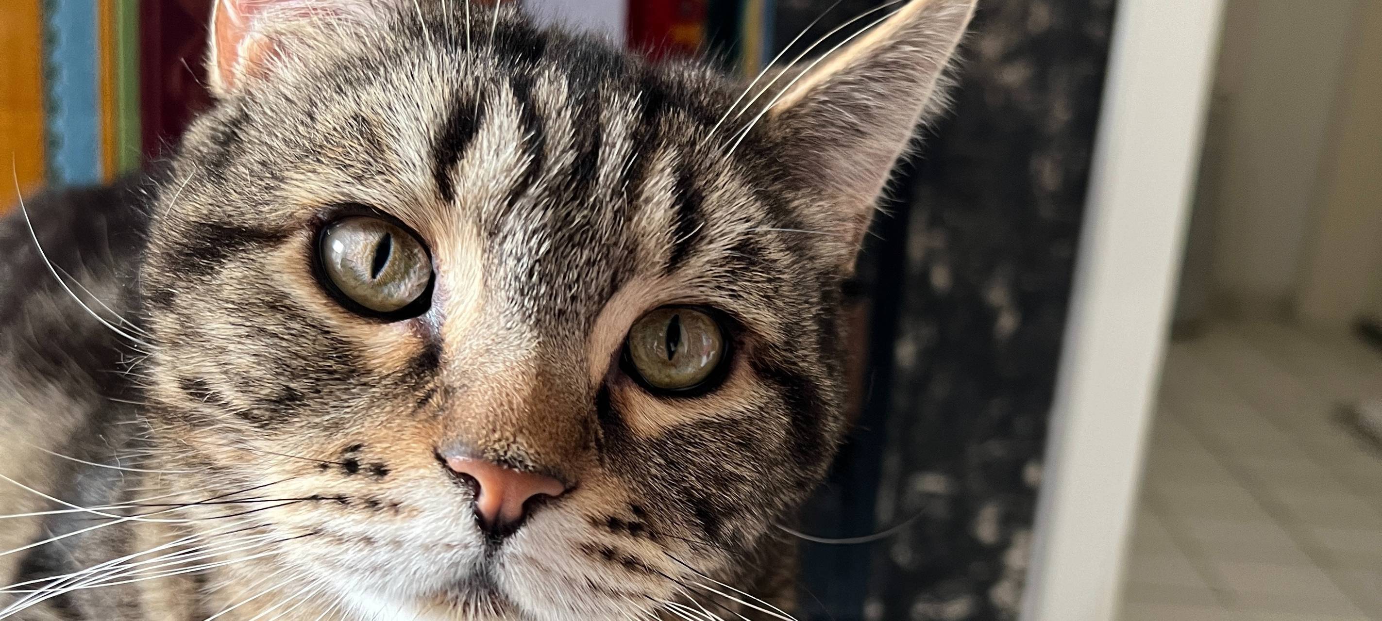 zu sehen ist ein gestreifter Kater