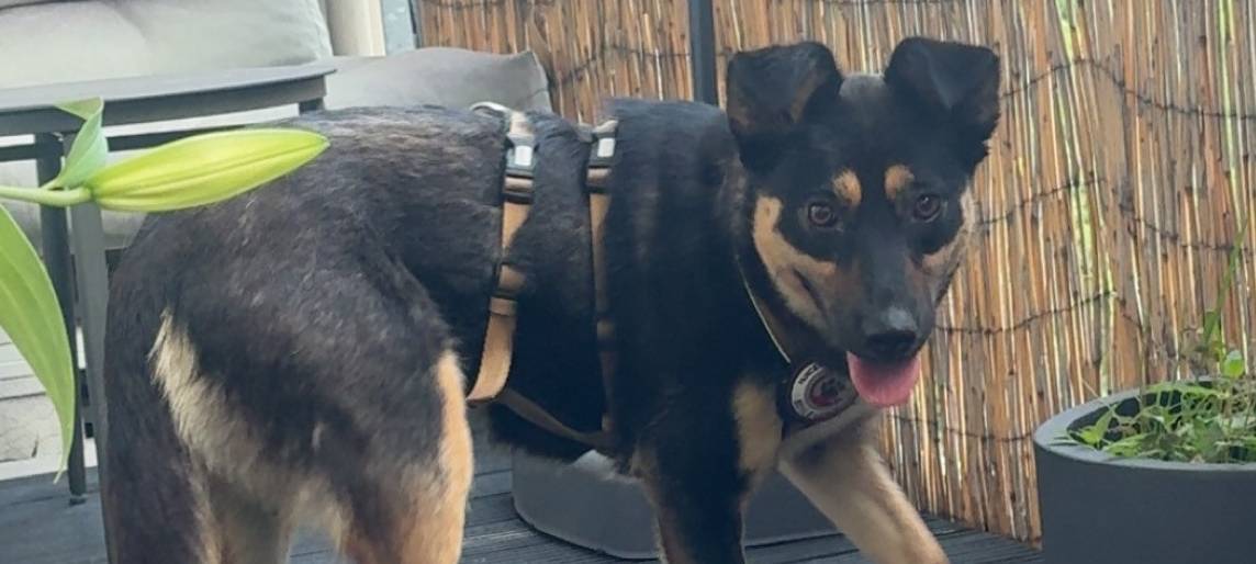 Hund entlaufen am Nützenberg