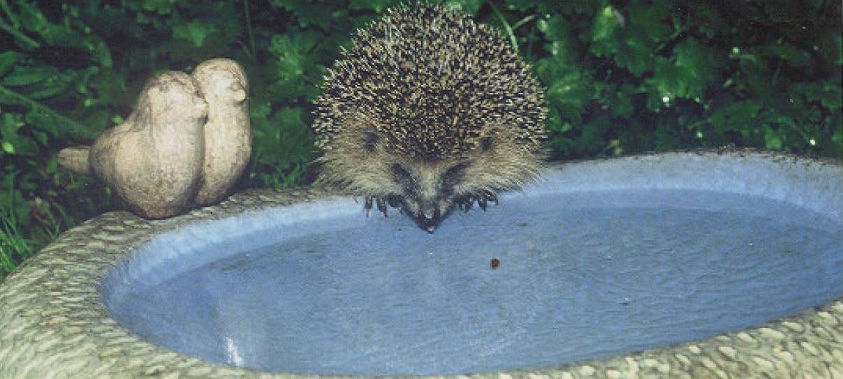 Aufnahme wilder Tiere kann strafbar sein
