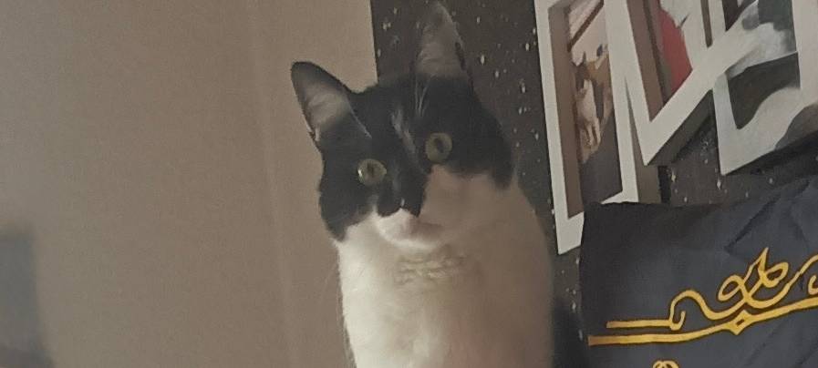 Kater Crazy wird in Ronsdorf vermisst