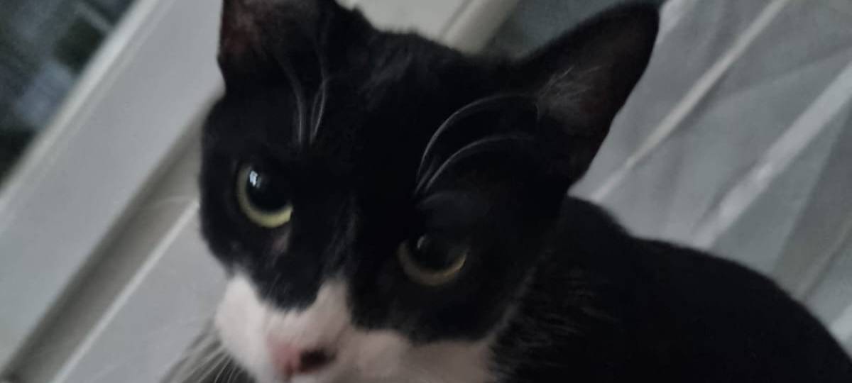 Kleine Schwarz-Weiße Katze entlaufen!