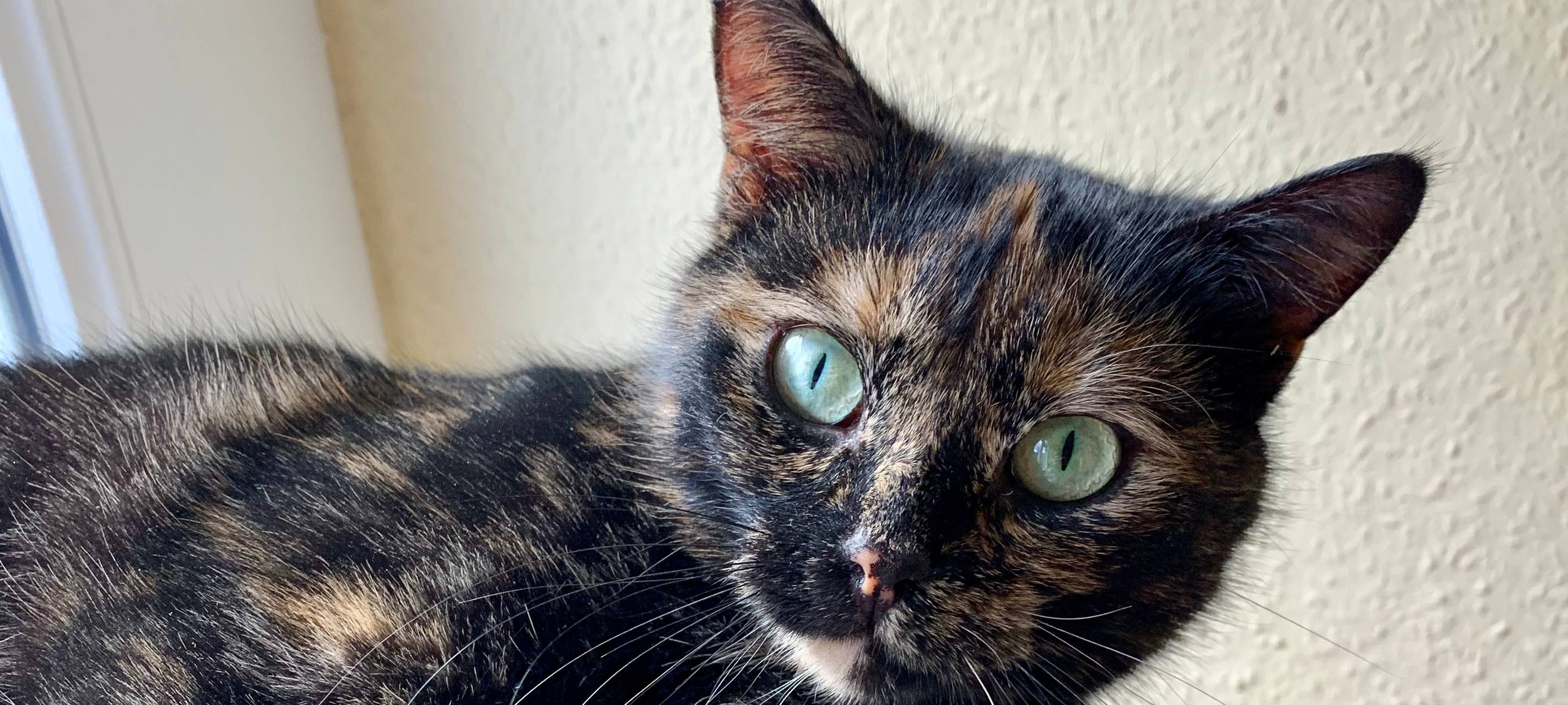 Hauskatze entlaufen - hat sie jemand gesehen?