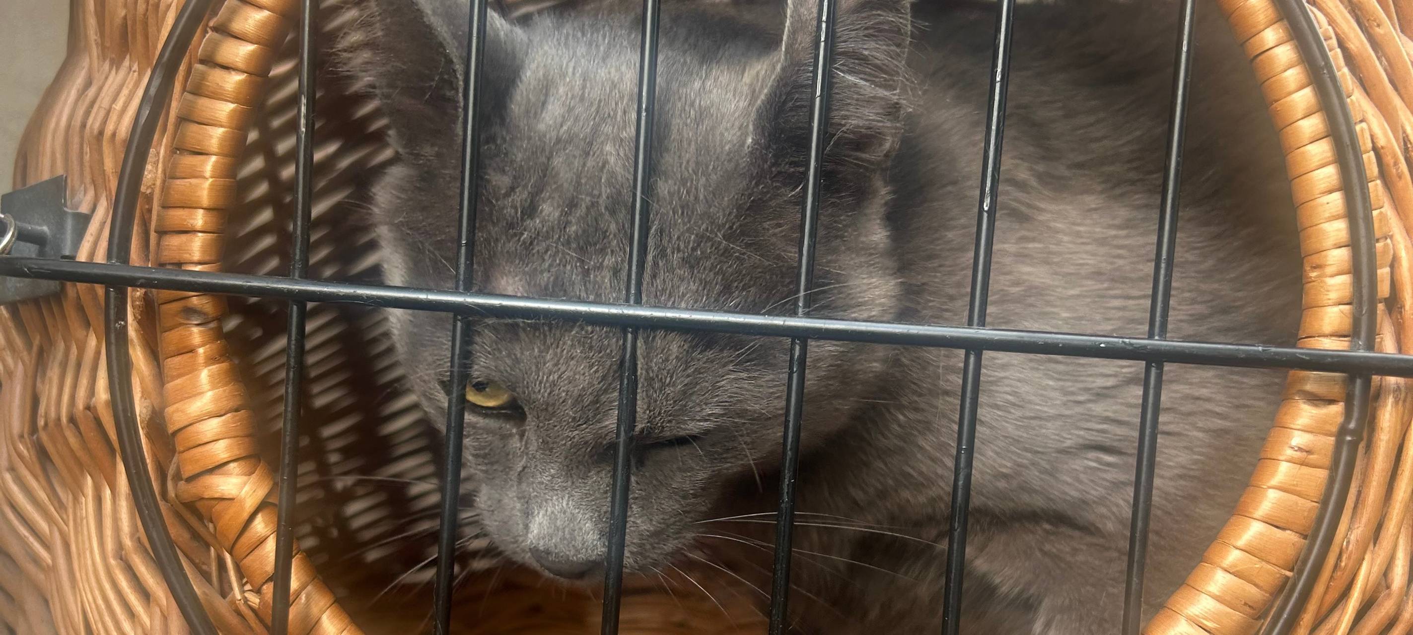 Katze zugelaufen Kruppstraße
