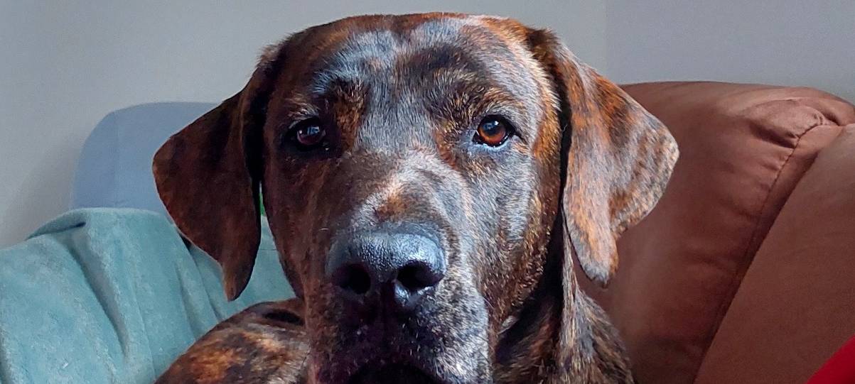 Hund Hermann entlaufen