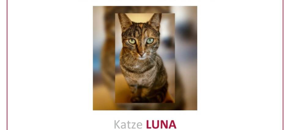 Katze Luna in Wuppertal entlaufen