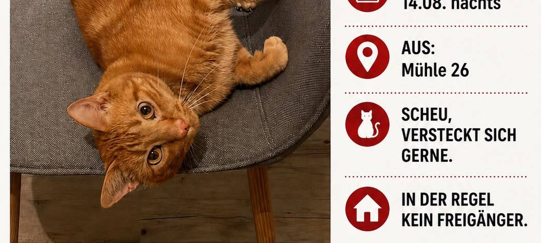 Kater Alex wird in Ronsdorf vermisst
