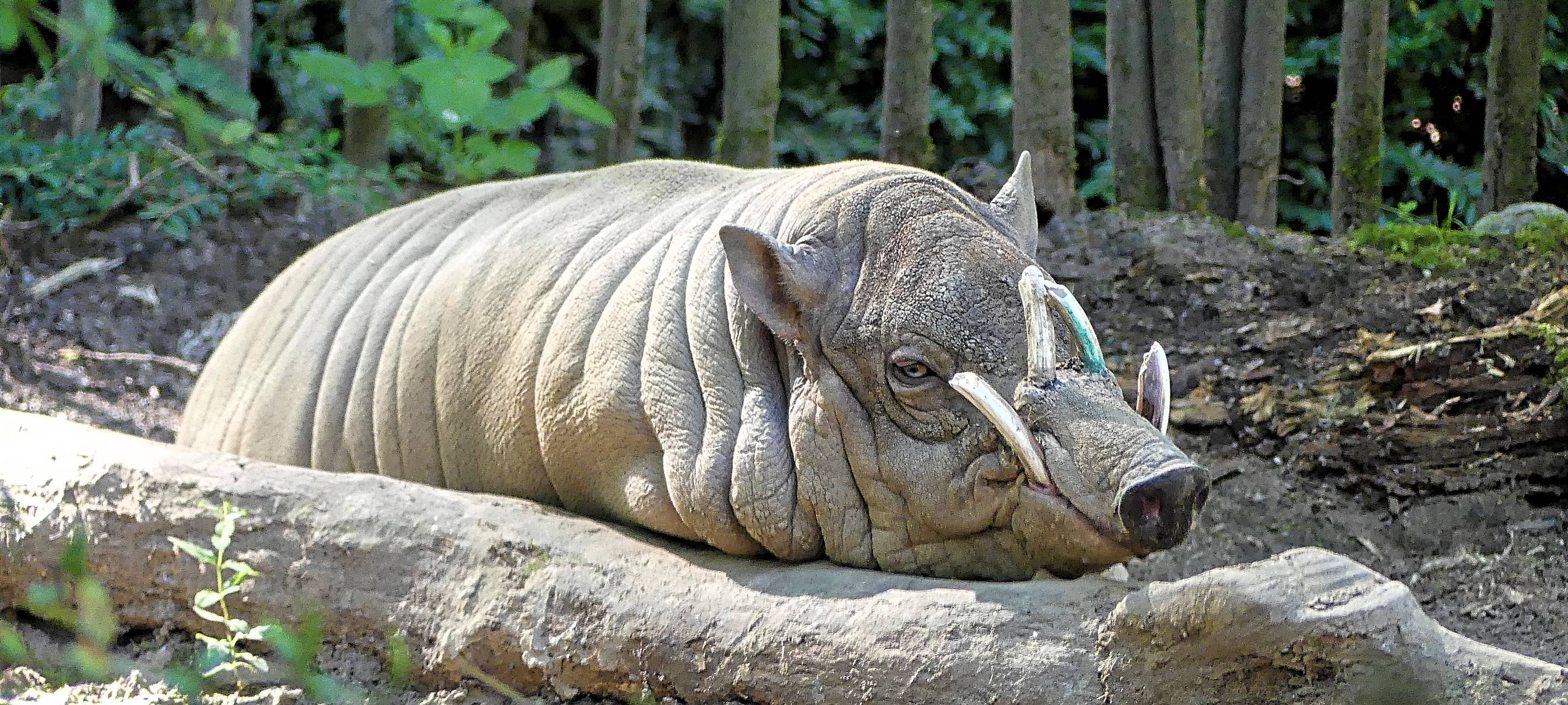 Neue Anlage "Rivers of Sulawesi" im Zoo