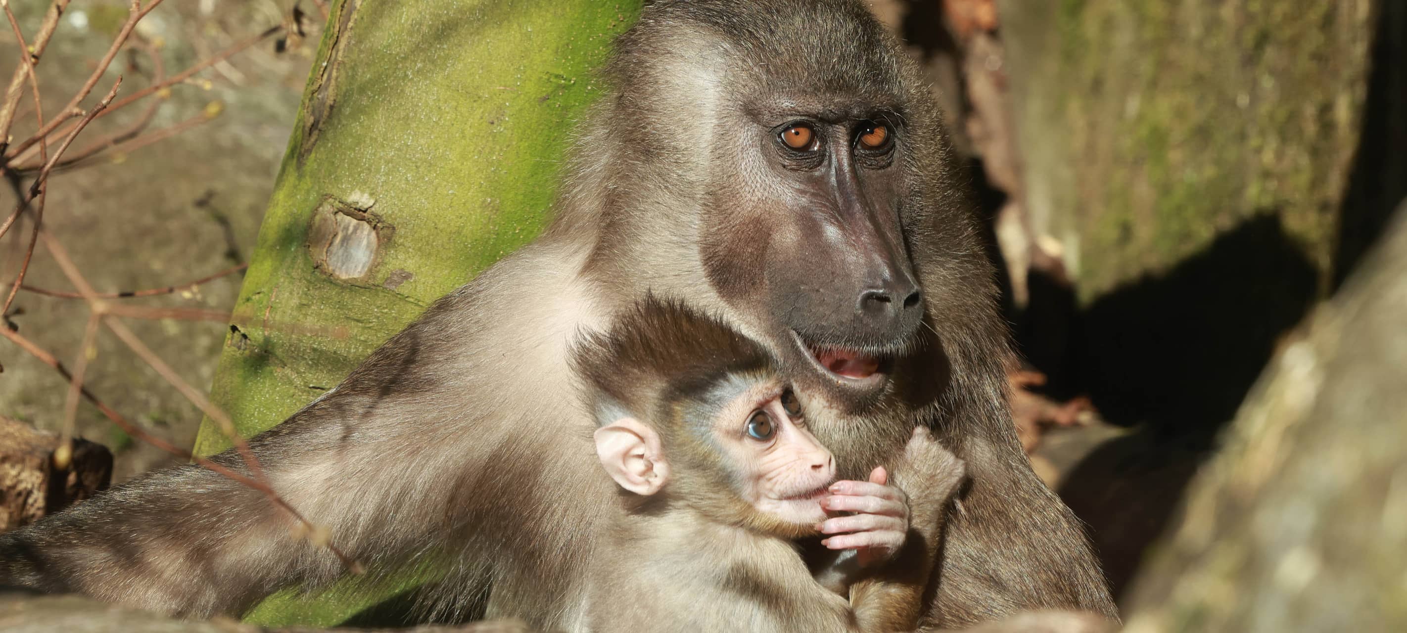 Elefantentag im Wuppertaler Zoo
