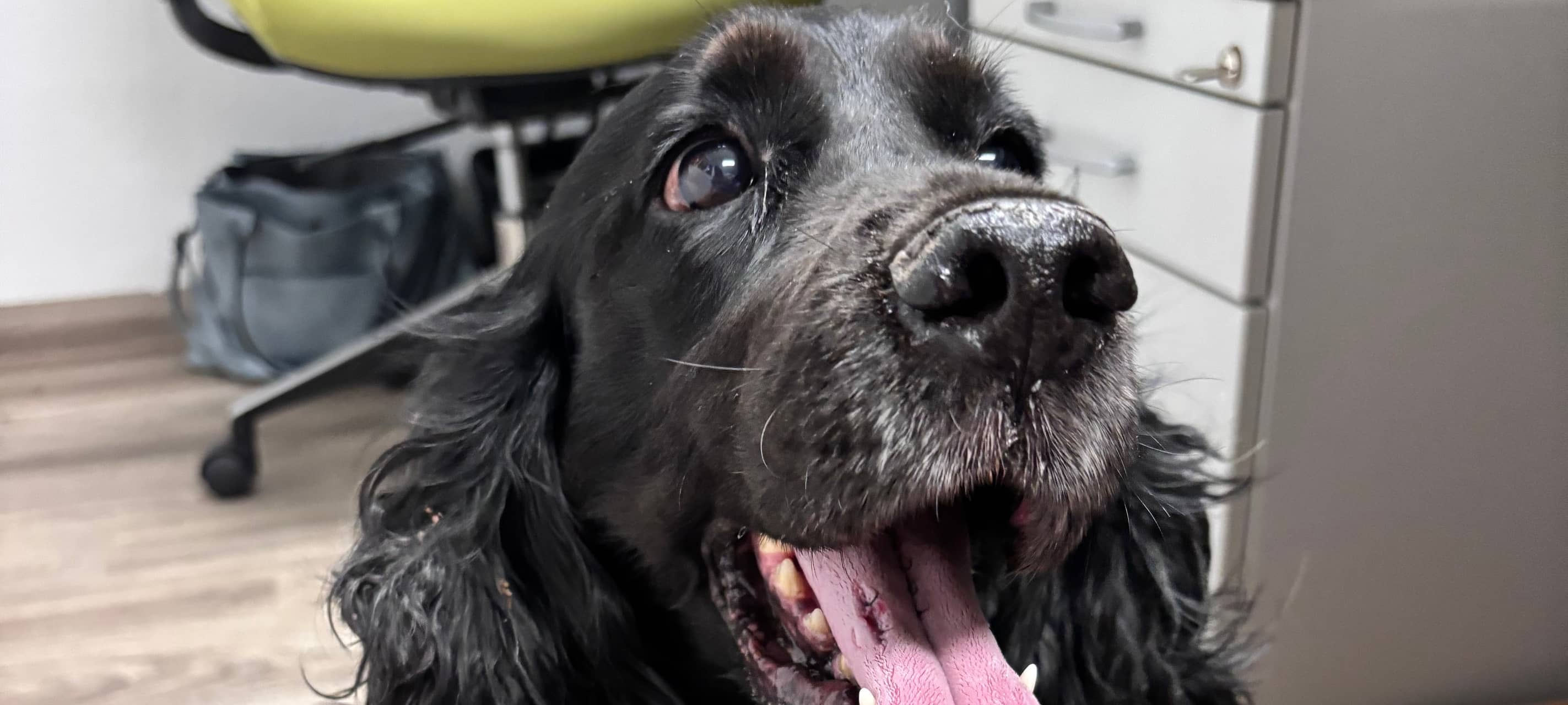 Nächstebreck: Schwarzer Cockerspaniel zugelaufen