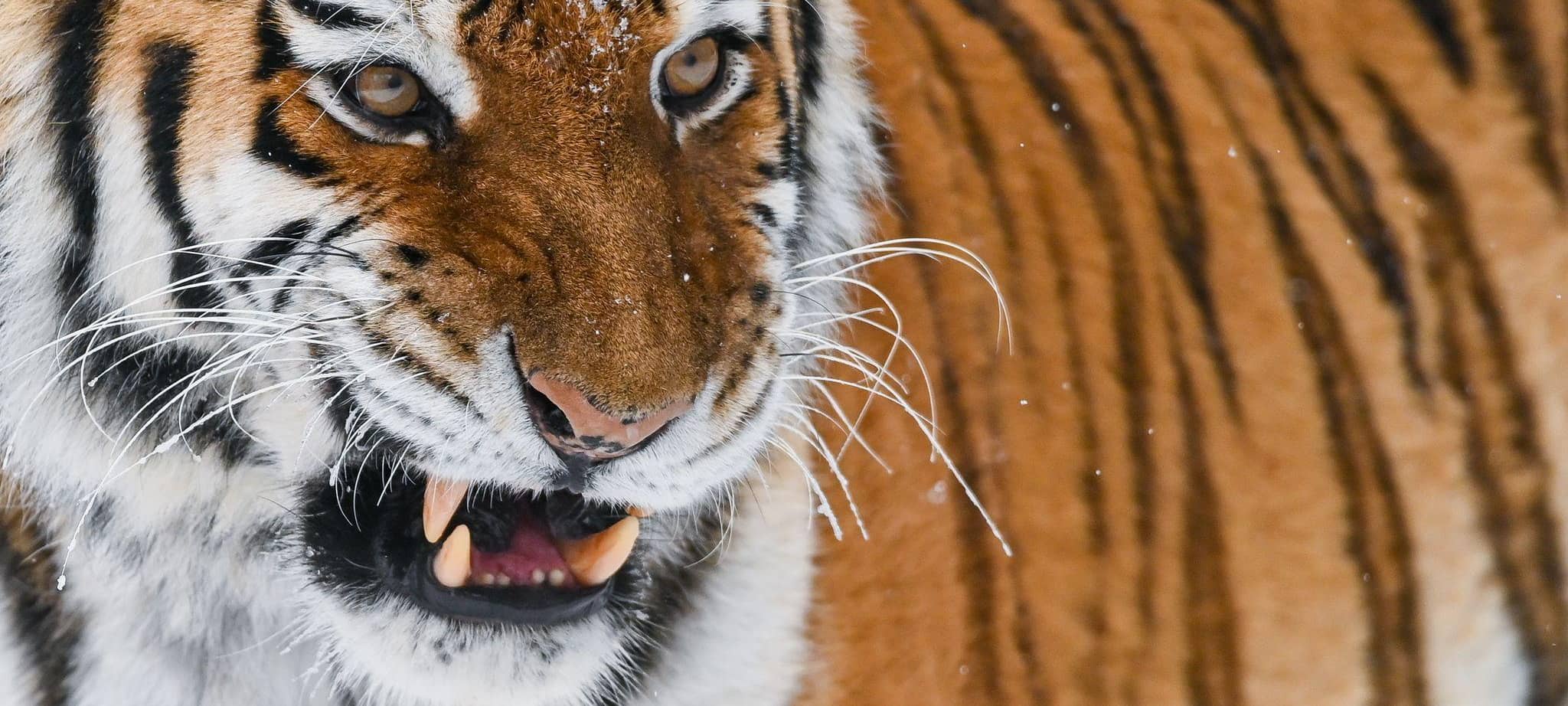 Amur-Tiger