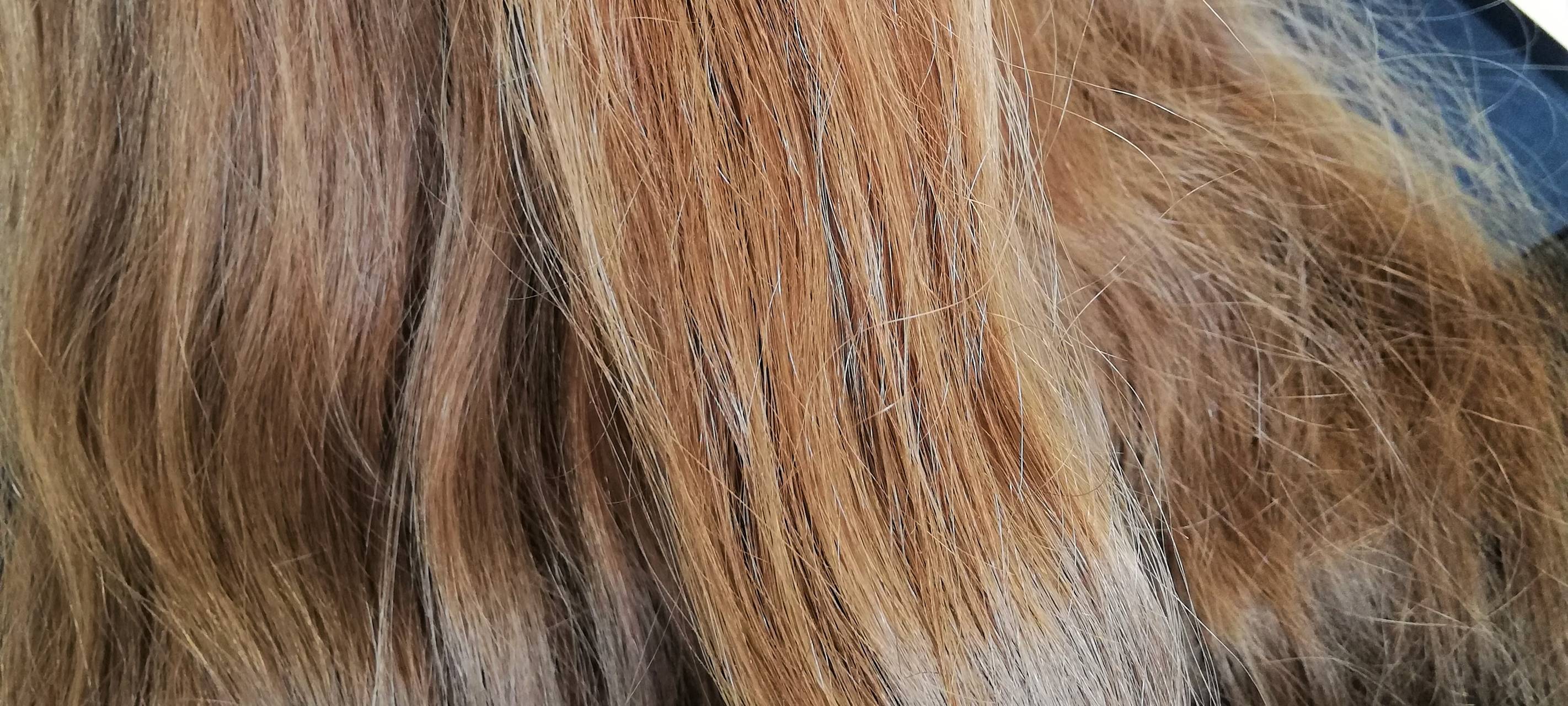 Friseurtermine sind Mangelware