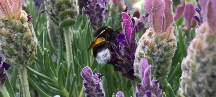 CDU will Blumen in Elberfeld