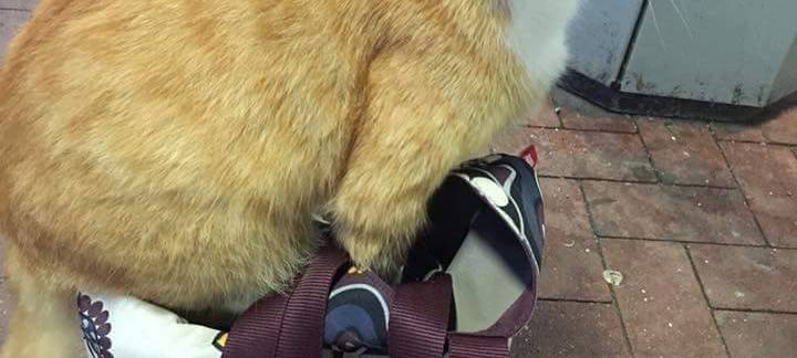 Bahnhofskater Micki ist gestorben