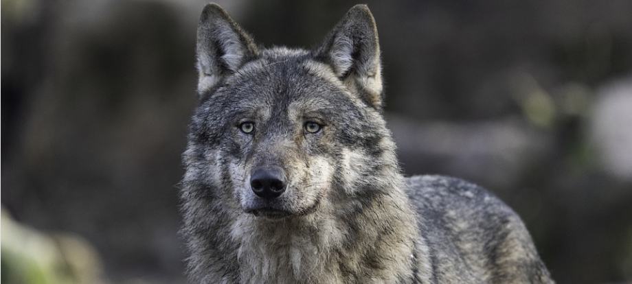 Wolfssichtung lässt sich nicht klären
