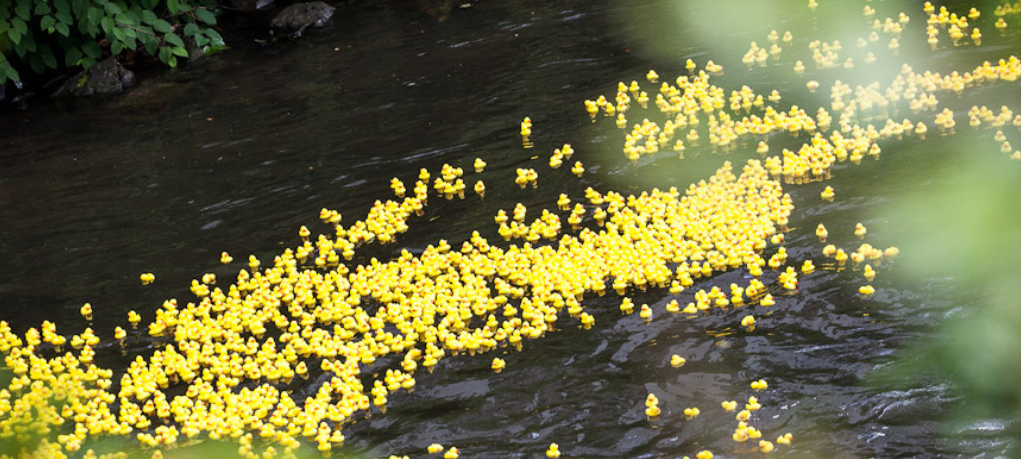 Entenrennen auf der Wupper