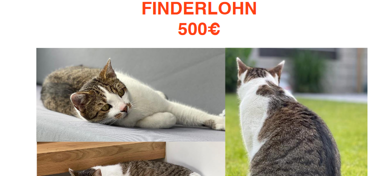 Kater aus Berlin gesucht