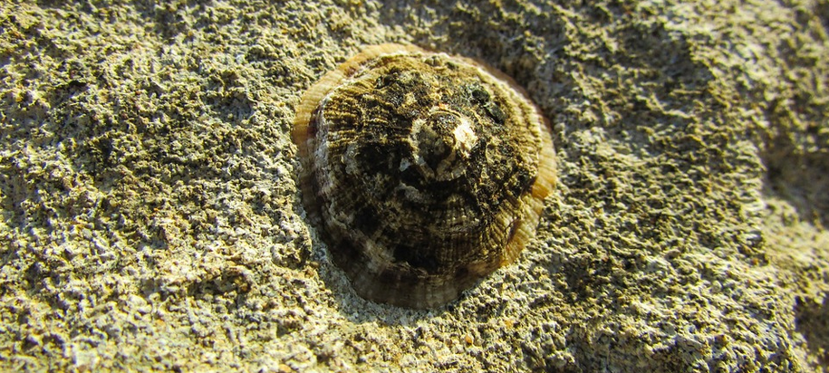Uni forscht zur Napfschnecke