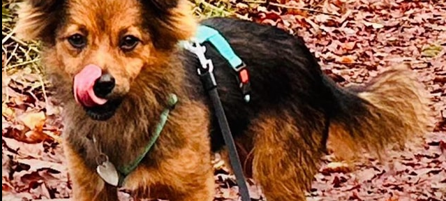 Hund auf Einern entlaufen