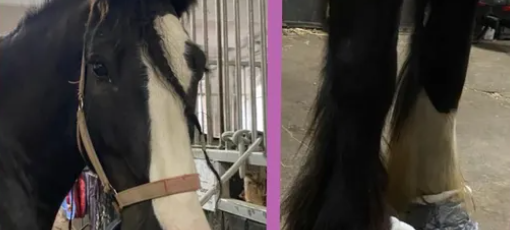 Erkranktes Therapiepferd braucht Hilfe