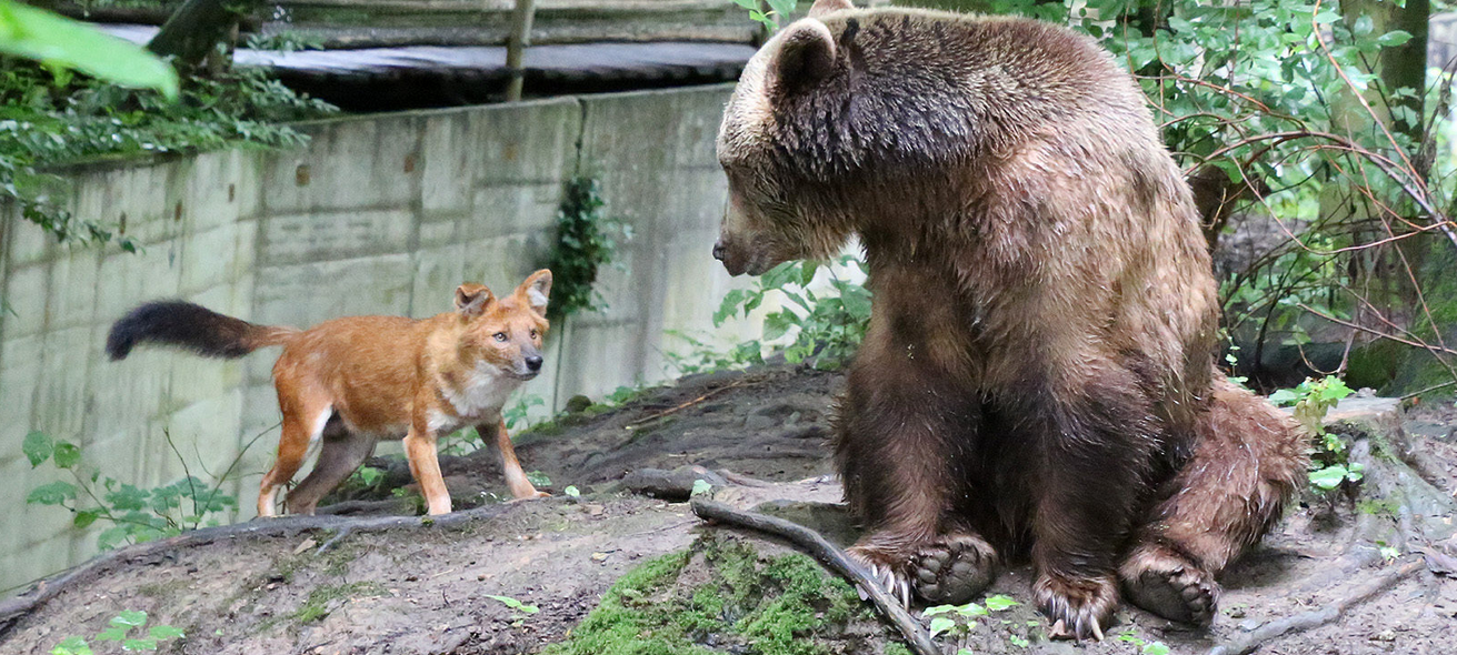 Wuppertaler Zoo: Abschied von Bärin Siddy