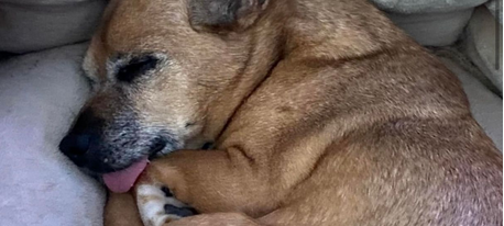 Chihuahua-Mix entlaufen