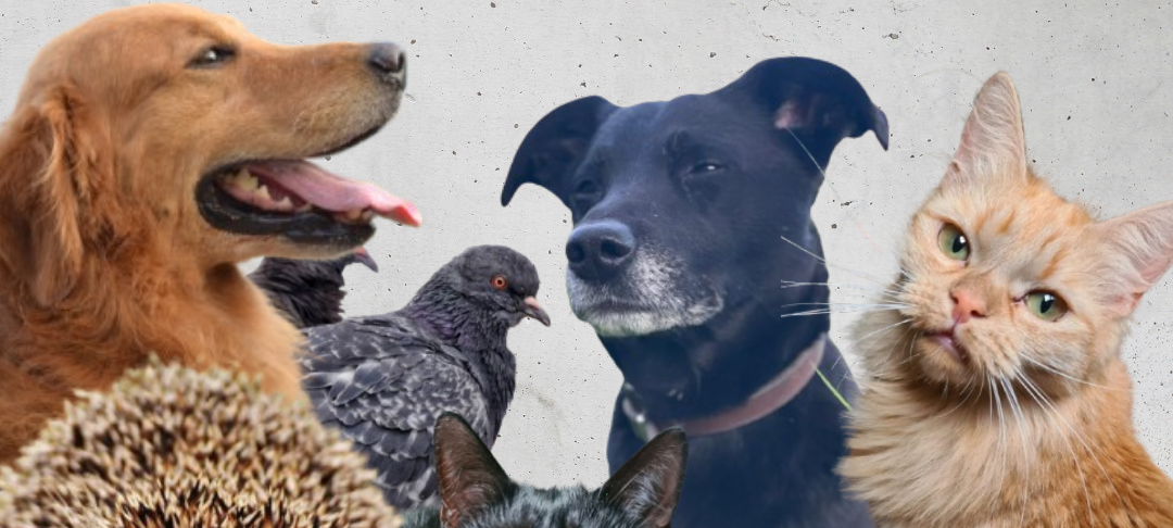 Welttierschutztag in Wuppertal