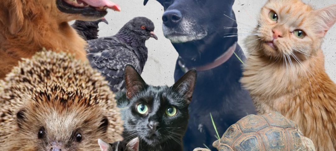 Welttierschutztag in Wuppertal