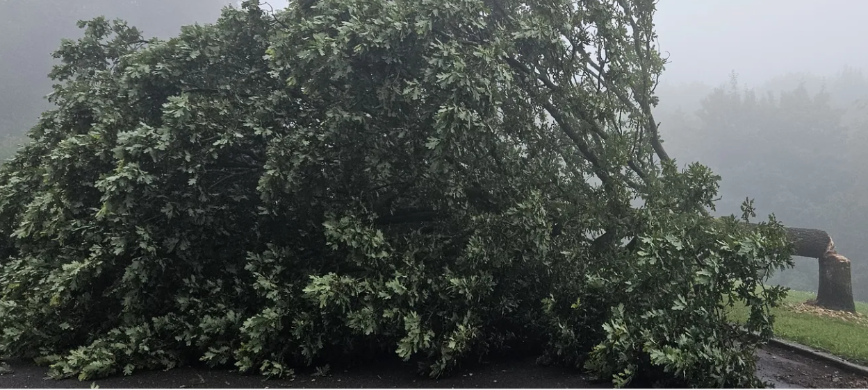 Illegal gefällte Bäume