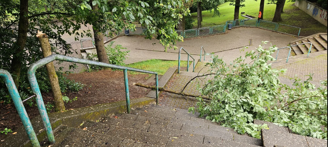 Illegale Baumfällungen an Wuppertaler Schulen