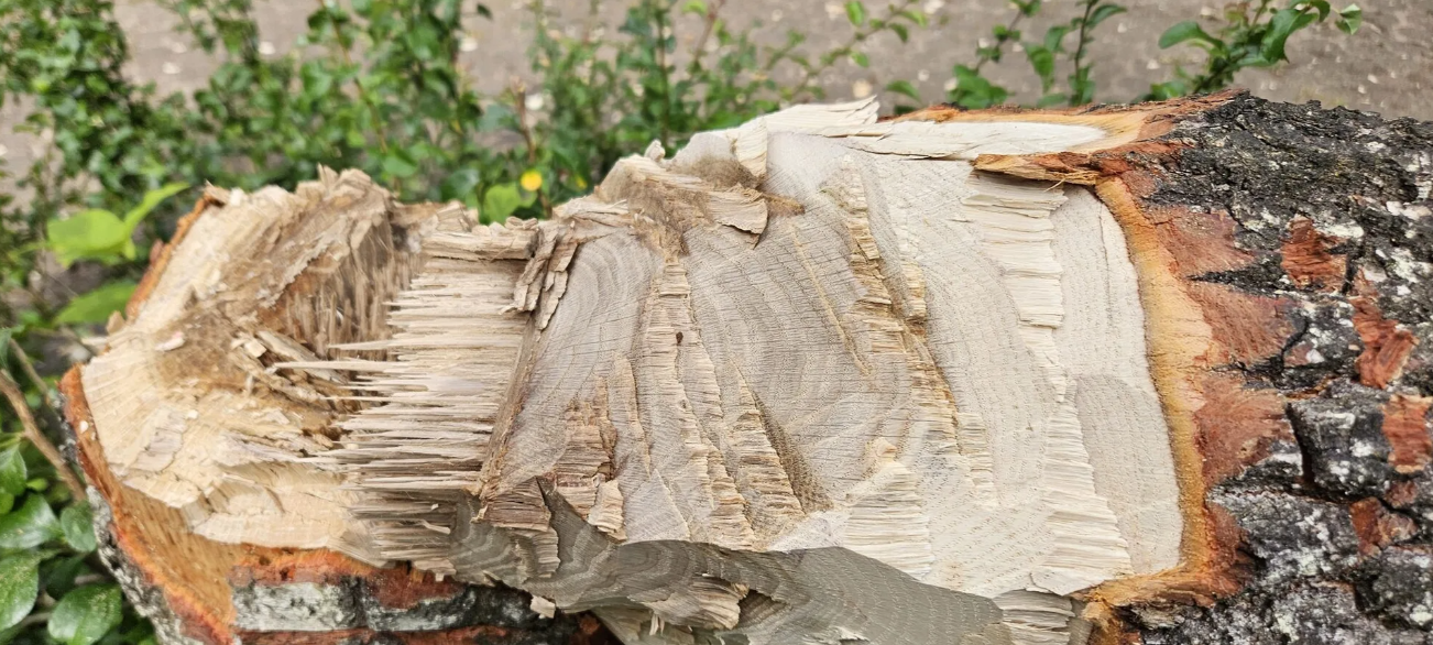 Illegale Baumfällungen an Wuppertaler Schulen