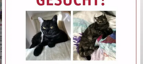 Katze Maya wird vermisst