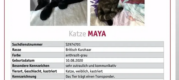 Katze Maya wird vermisst