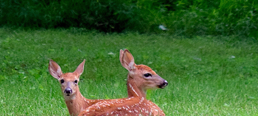 Wo ihr Tierbabys beobachten könnt