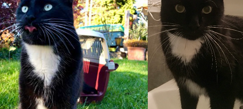Kater Aladdin entlaufen