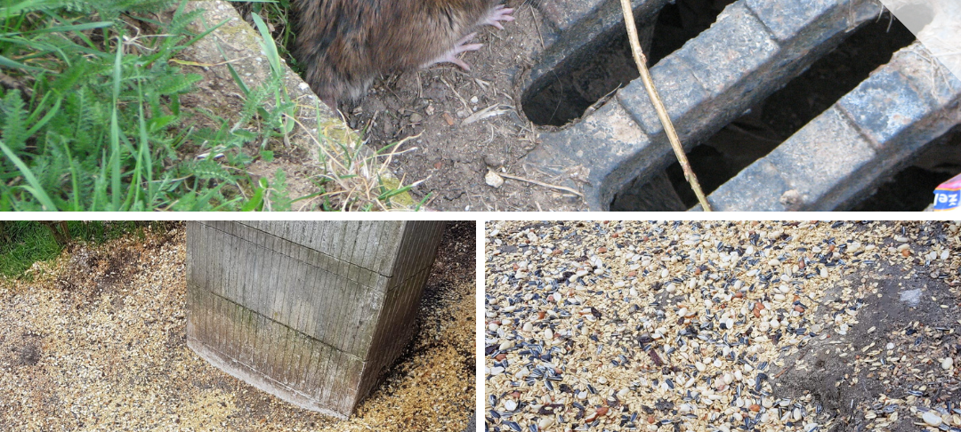 Rattenplage: Schulhof in Ronsdorf gesperrt